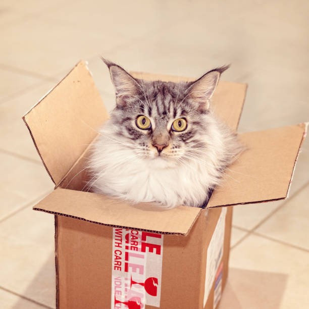 istock Maine Coon Cat In a Box 1134817457