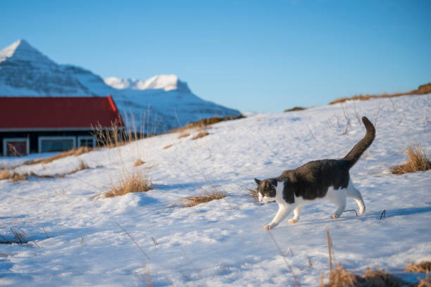 istock Cute British short-haired cat walks on snowy ground 1134818622