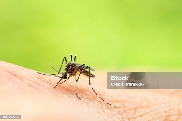 Aedes Aegypti Or Yellow Fever Mosquito Sucking Blood On Skinmacro Close Up Show Markings On Its Legs And A Marking In The Form Of A Lyre On The Upper Surface Of Its Thorax Stock Photo - Download Image Now
