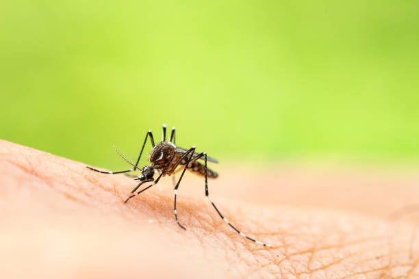 aedes aegypti ou o mosquito da febre amarela que suga o sangue na pele, macro fecham acima marcações da mostra em seus pés e em uma marcação a forma de um lyre na superfície superior de seu tórax - dengue - fotografias e filmes do acervo