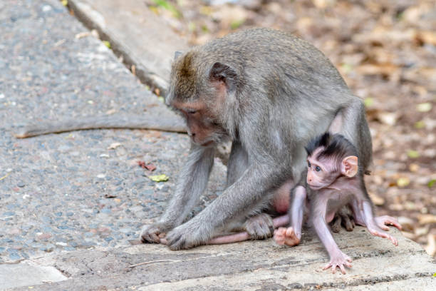 istock Monkey with their young in Uluwatu Bali 1134819446