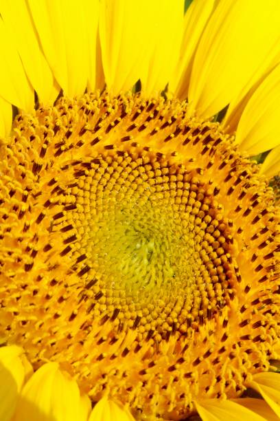 istock center of a sunflower 1134820084
