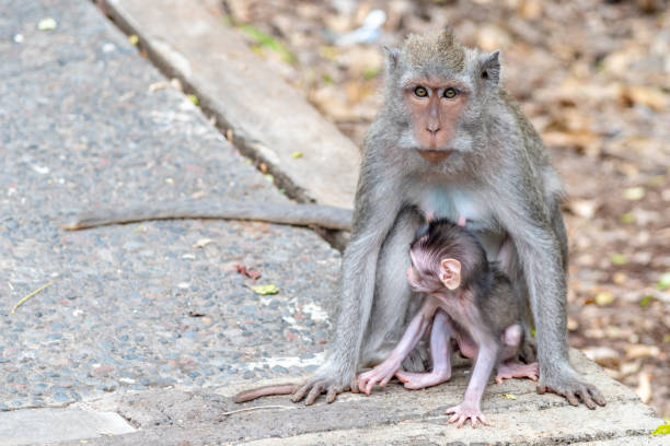 istock Monkey with their young in Uluwatu Bali 1134820404