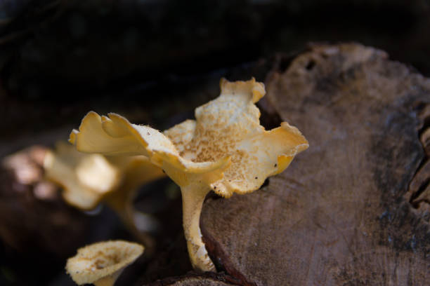 istock fungi that grow on the bark of the dead tree 1134821185