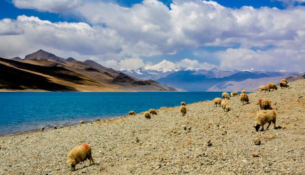 istock Yamdrok Lake in blue 1134822121