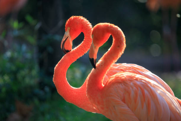 istock pink flamingo in zoo 1134822206