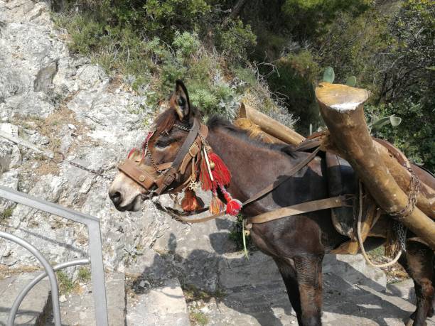 istock Maiori - Donkey on the Lemon Trail 1134823596