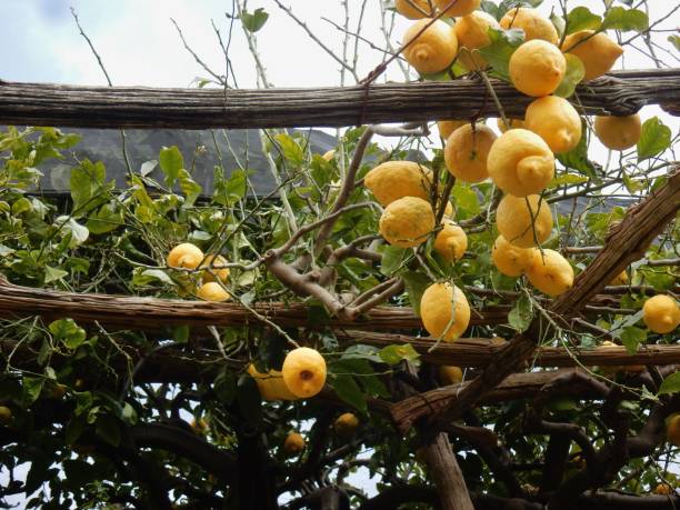 istock Maiori - Pergola on the Lemon Trail 1134823623