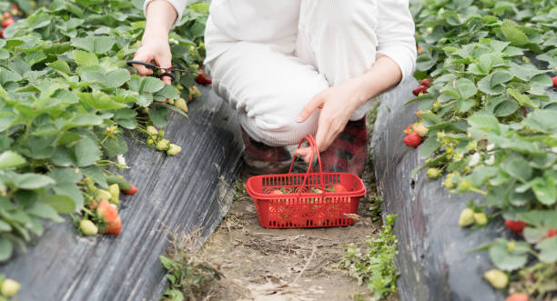 female picking strawberries female picking strawberries how to grow straberries stock pictures, royalty-free photos & images