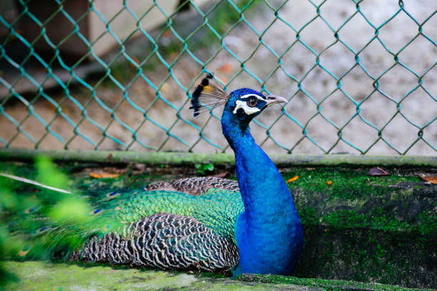 istock Peacock in front of the cage 1134823883
