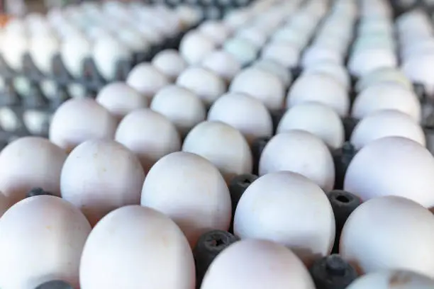 Fresh Egg in the market of thailand.