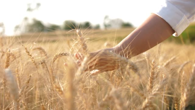 Female farmer touching on Wheat Crops barley field , SLOW MOTION