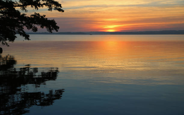 Sunrise on Reelfoot Lake Reelfoot Lake State Park, Tennessee reelfoot lake stock pictures, royalty-free photos & images