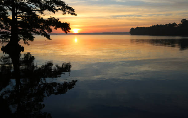 sunrise behind cypress tree - reelfoot lake imagens e fotografias de stock