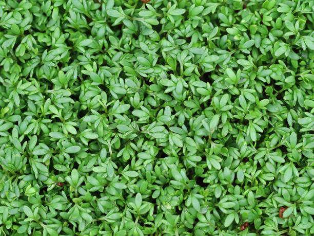 Background of fresh garden cress, top view Background of fresh garden cress, top view. cress stock pictures, royalty-free photos & images