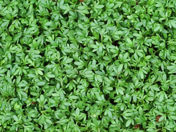 Background of fresh garden cress, top view.