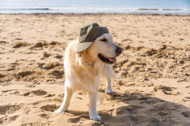 Golden Retriever in a Hat on a Mediterranean Beach