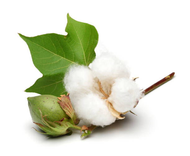 baumwollpflanze und grüne baumwollboll mit blattgold isoliert - cotton stock-fotos und bilder