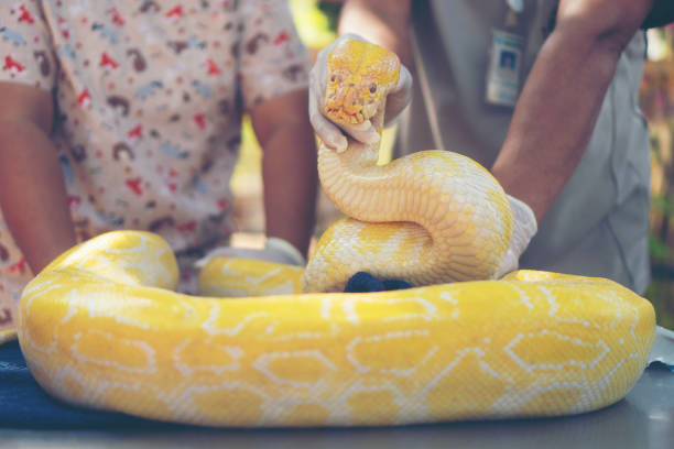 istock Large snake, golden body 1134833465