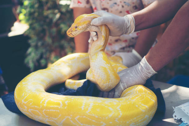istock Large snake, golden body 1134833467