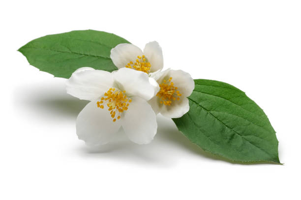 istock White jasmine flowers with green leaves isolated 1134833509