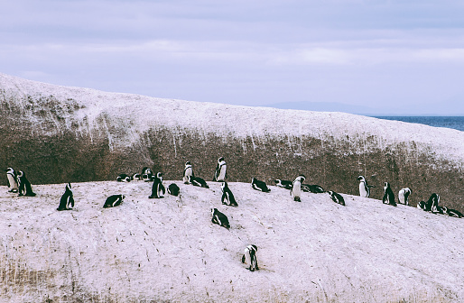 African Penguins Colony at Boulders Bay in South Africa