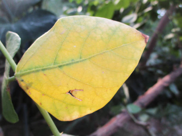 istock Green Leaves, Beautiful nature 1134834388