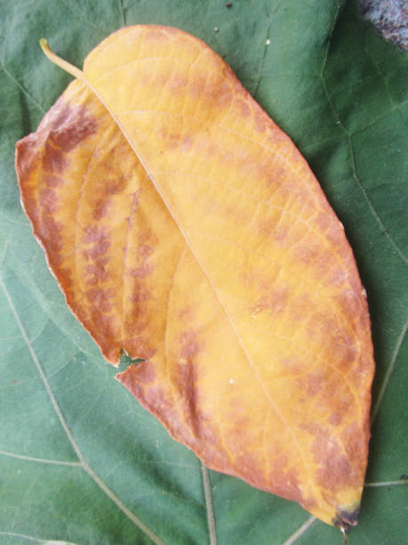 istock Green Leaves, Beautiful nature 1134834569