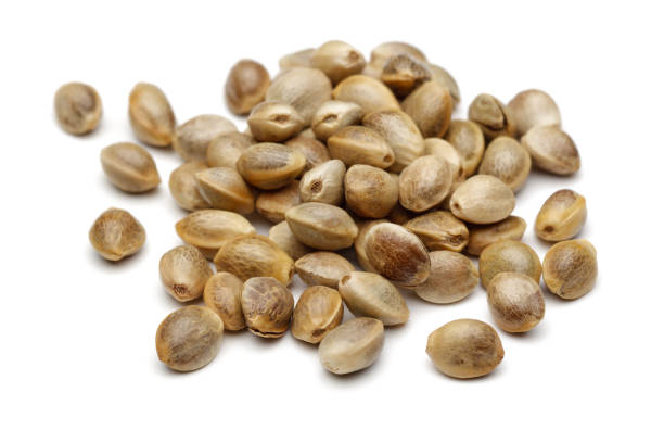 istock Heap of dry hemp seeds isolated on white 1134834578