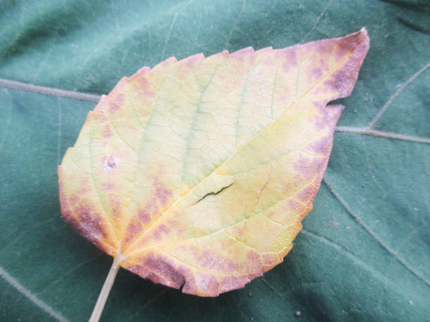 istock Green Leaves, Beautiful nature 1134834596
