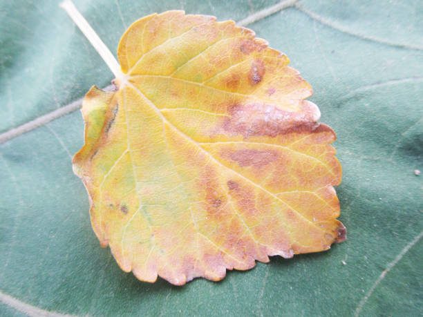 istock Green Leaves, Beautiful nature 1134835015