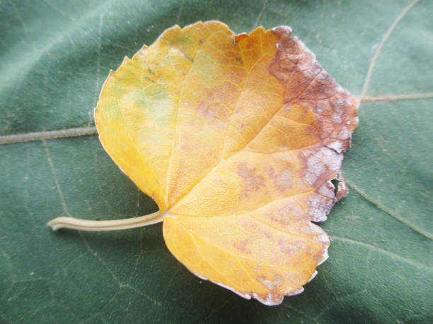 istock Green Leaves, Beautiful nature 1134835217