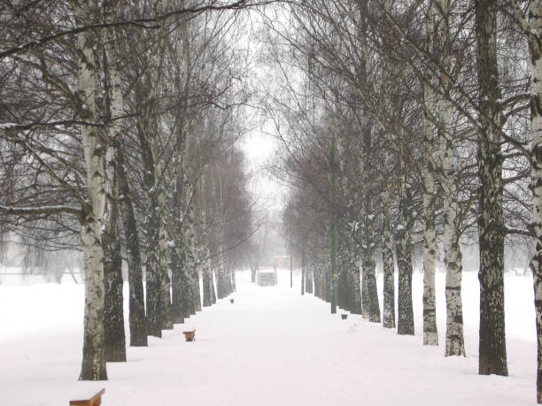 istock alley of  birch 1134835218