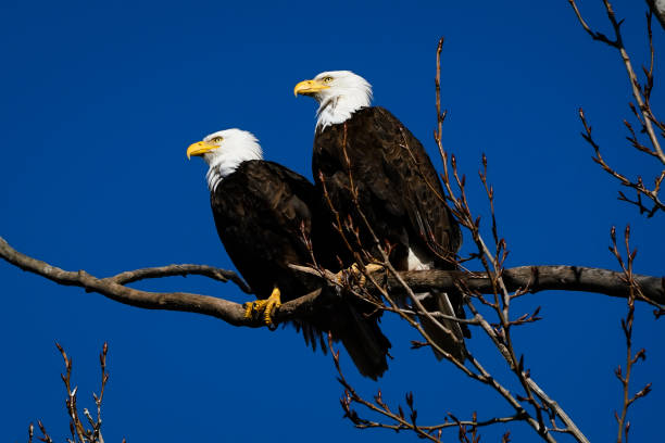 istock Double American bald eagles perch on tree snag against background of blue sky 1134835383