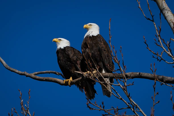 istock Double American bald eagles perch on tree snag against background of blue sky 1134835388