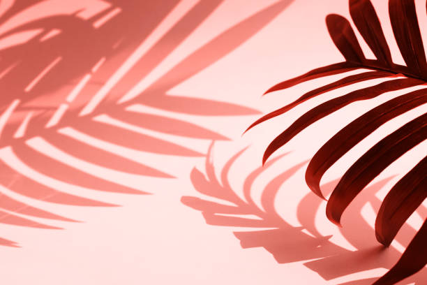istock Selective focus of coconut and palm leaf with shadow on colorful  background.Tropical and summer,holiday concepts 1134835500