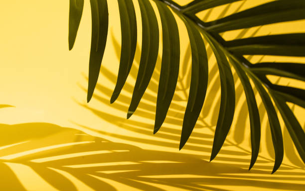 istock Selective focus of coconut and palm leaf with shadow on colorful  background.Tropical and summer,holiday concepts 1134835505