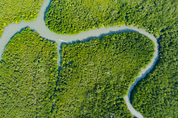 istock View from above, stunning aerial view of a river flowing through a green tropical forest, it discharges into the Andaman sea. Phang Nga Bay, Phuket, Thailand. 1134836310