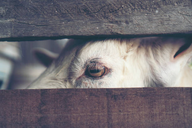 istock Goat's eyes, eyes that the animals communicate 1134836395