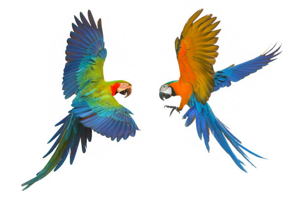 Parrot Colorful flying parrot isolated on white, Red and Blue Macaw and Blue and Gold Macaw gold and blue macaw photos stock pictures, royalty-free photos & images