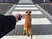 POV dog pulling hard on a leash across a pedestrian road crossing