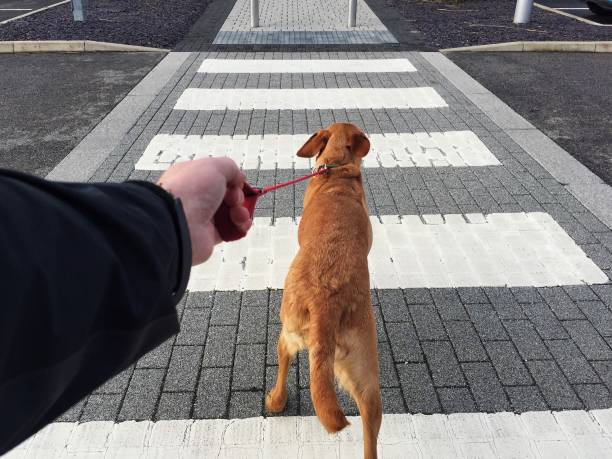 pov dog pulling hard on a leash across a pedestrian road crossing - ponto de vista imagens e fotografias de stock