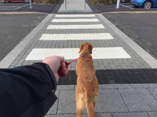 istock POV dog pulling hard on a leash across a pedestrian road crossing 1134837385
