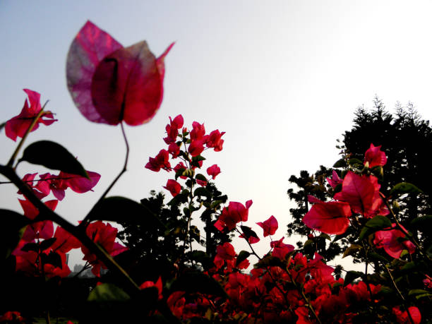 istock Beautiful flower in blossom 1134837593