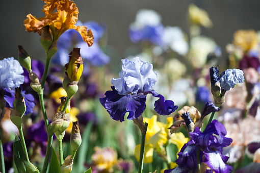 Colorful irises in the garden, perennial garden. Gardening. Bearded iris