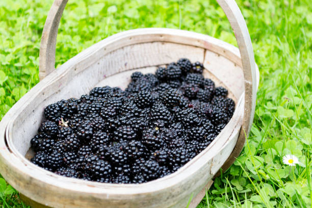 Foraged blackberries in a basket sits on a lawn