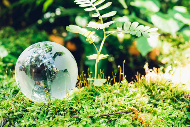 istock Globe glass in grass forest on nature background 1134838782