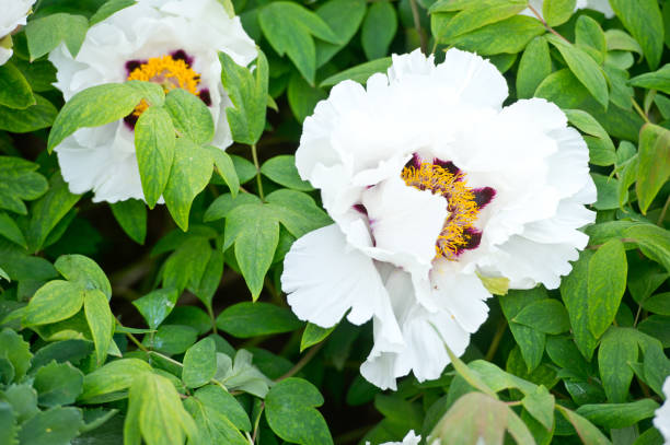 istock China white peony flower in garden. Spring. 1134841455