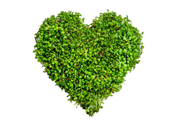 istock Micro greens arranged in a heart shape on a white background. Clover seedling, microgreen. Nature and healthy nutrition, diet, eco concept. 1134843698