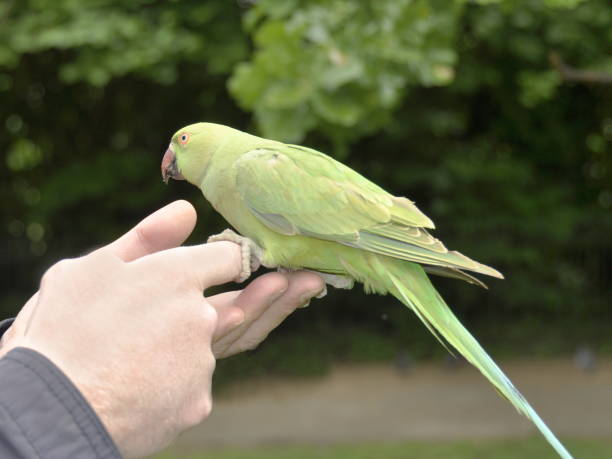 Handfeed green parakeet Green parakeet eating seeds from a mans hand krameri stock pictures, royalty-free photos & images
